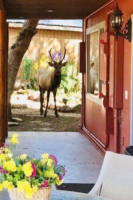 Elk always visit our guests at BGH