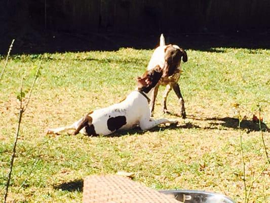 Tanglewood Dog Walkers