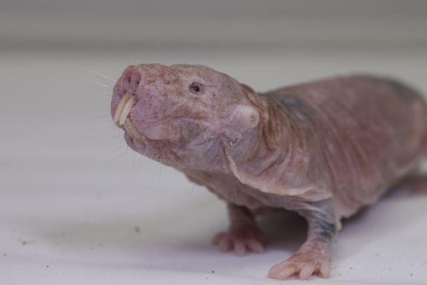 Meet the naked mole rats, LSC's newest (and strangest) residents