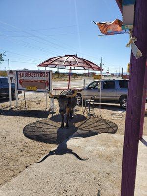 The adorable cow outside