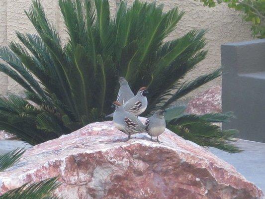 Sago palm, boulder, quail