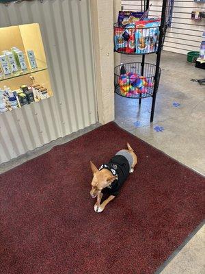 Pablo Peanut, Prescott's store pet, taking a snack break