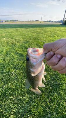 Fish I caught they have a catch and release pond it's a lot of fun