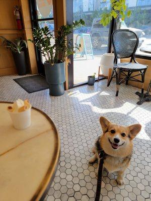 pup + puppachino