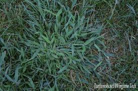 Contact us early in the year for pre-emergent to control crabgrass.