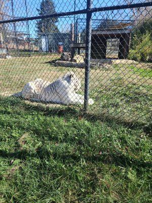 A very well fed white tiger basking in the sunshine on this cool Friday morning.