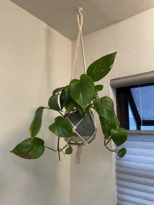 The Pothos plant, pot, and macrame holder I got.