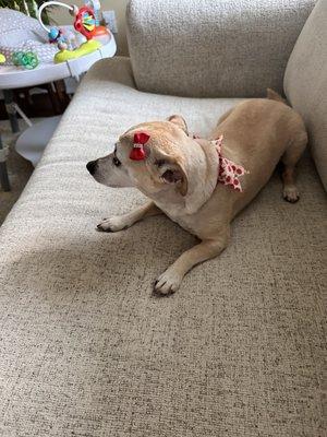 Haircut, nail trim, and bath