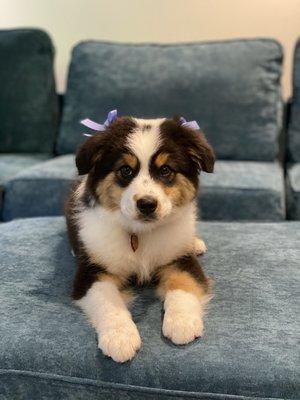 Wrigley after his 2nd groom-- handsome and smelling great