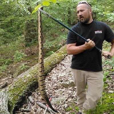 Timber Rattler - Belle Meade, TN