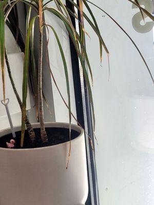 I have a plant like this & LOVE how they add little animal figurines to their plants like I do