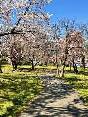 We have Cherry Blossoms in our backyard too!