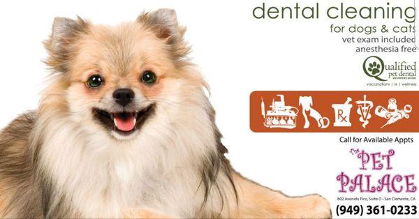 Anaesthesia free pet dental for cats and dogs. It comes with a free physical check up. Please call us for booking or more information :)