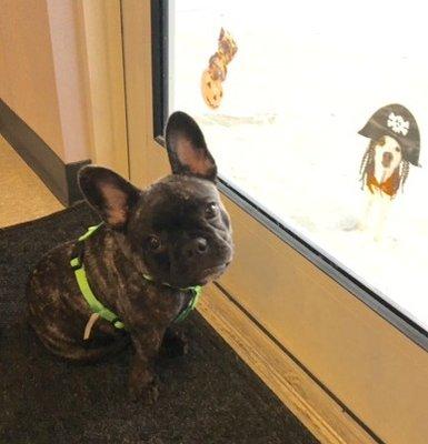 Little French Bulldog, Samson, wondering if he could borrow some of our Halloween-themed window clings.