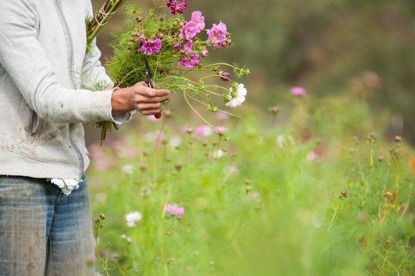 Organic Field grown flowers!