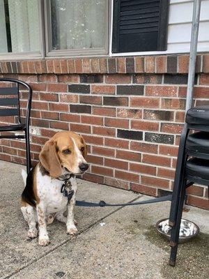 George Strait, first dog to dine, outside, on the patio at Mary Ellen's. He was very well- behaved and everybody loved him.