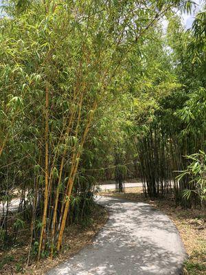 Bamboo