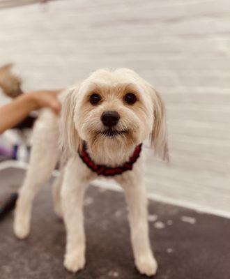 Tiffany's Pet Groom