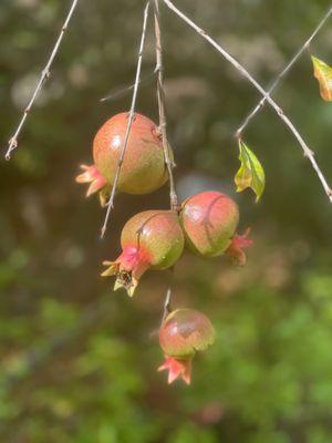 Pomegranate buds.