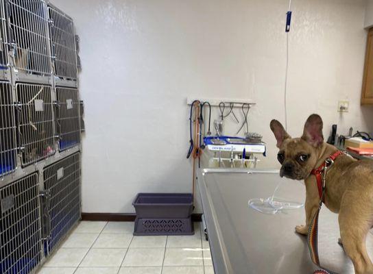 French bulldog, Simon getting medical care