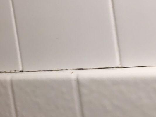 Mold in shower grout.