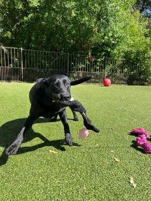 Having fun at Dublin Creek Kennels