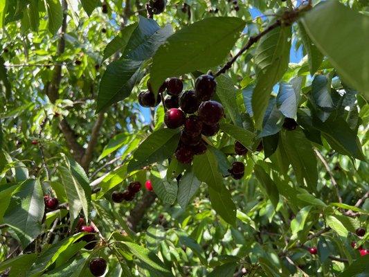 Cherries are reachable without ladders