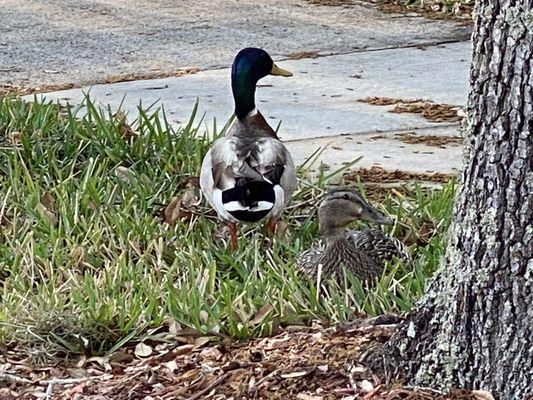 Visitors in the Front Yard 3/31/2021