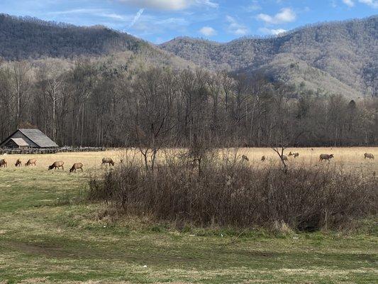 Elk in field