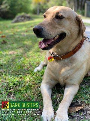 Lab tested!  #labradorretriever #fortmyersk9 #dogsofbarkbusters #labsofinstagram fortmyersk9.com