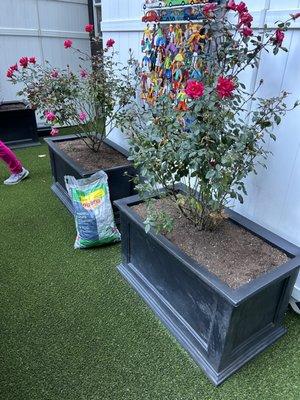 Replacement of old potting soil, planting flowering bushes, bulbs on 10 planters