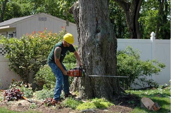 Canning's Tree Service