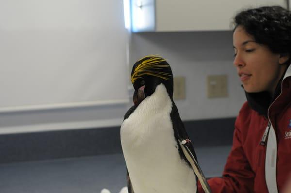 Here is the penguin we got to meet up close.  He/she is a Macaroni penguin.  We eventually get to pet the penguin.