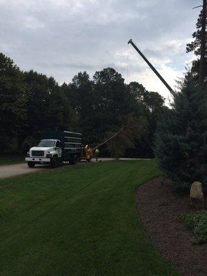 Removal of pine tree with crane - leaving grass intact.