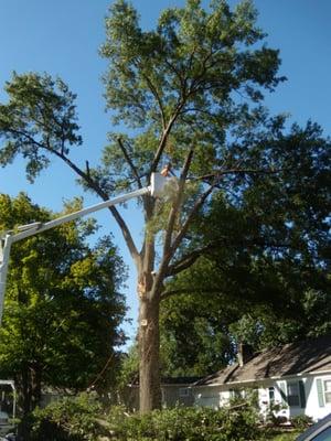 Large storm damaged tree removal.