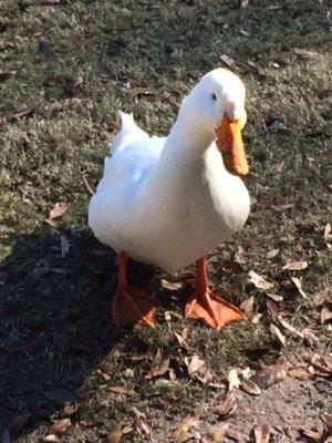 My pal on 10......always by the carts near the green looking for a handout.....