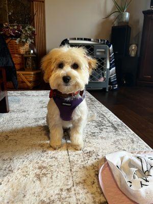 Zoey had her first grooming /cut with Kelly and she came out so cute!! Kelly was great and Zoey took a liking to her right away.