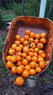 Visit our pumpkin patch, open daily Oct 1 - Oct 31 from 10 am - 6:30 pm.