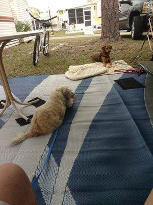 Ruby and Ginger relaxing in the shade.