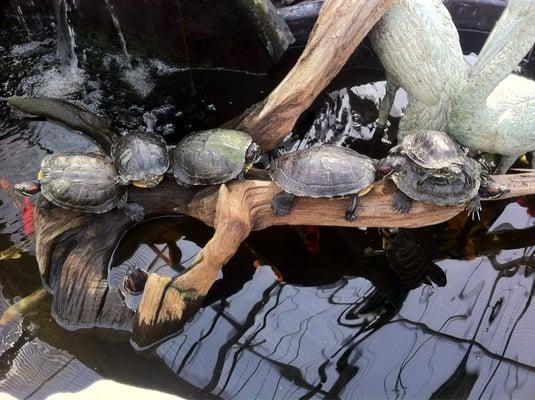 Turtles sunbathing in the green house.