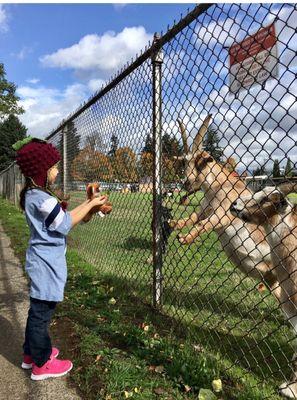 Sweet and friendly goats just hanging out... I LOVE PORTLAND!