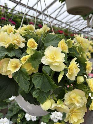 hanging baskets of flowers