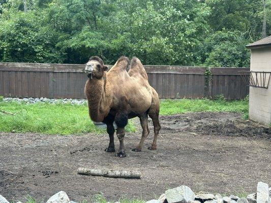 Camel looked content eating his lunch