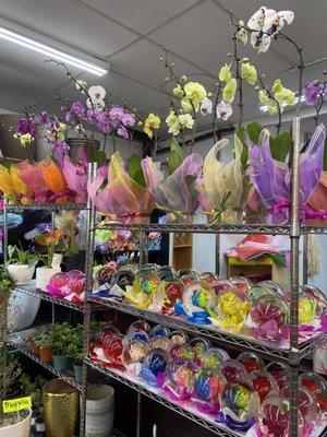 Orchids and forever roses in glass domes