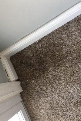 Mold, water damage