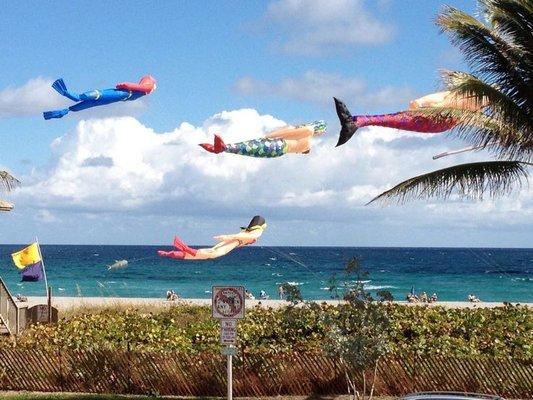 Kites flying over Delray Beach