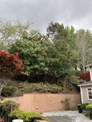 trimming Magnolia