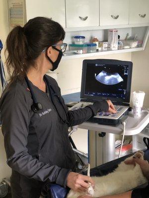 Dr. Tuma checking a bladder with our ultrasound.