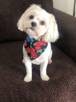 Loved the cute bandanna!