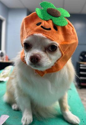 My dressed up hat at the Groomer's!